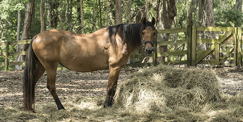 Round Bale Hay Feeders Archives The Hay Manager